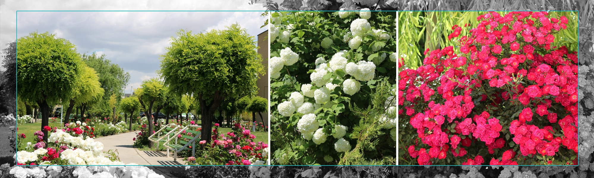 First Responsive Image